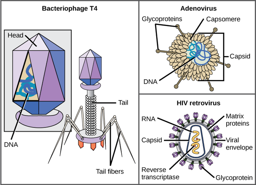 Diagrams of the structure of Bacteriophage T4, Adenovirus, and HIV retrovirus.