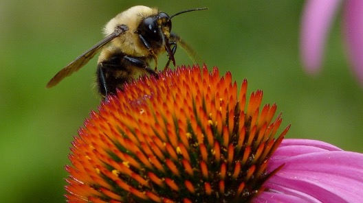 Picture of a bee on a flower.