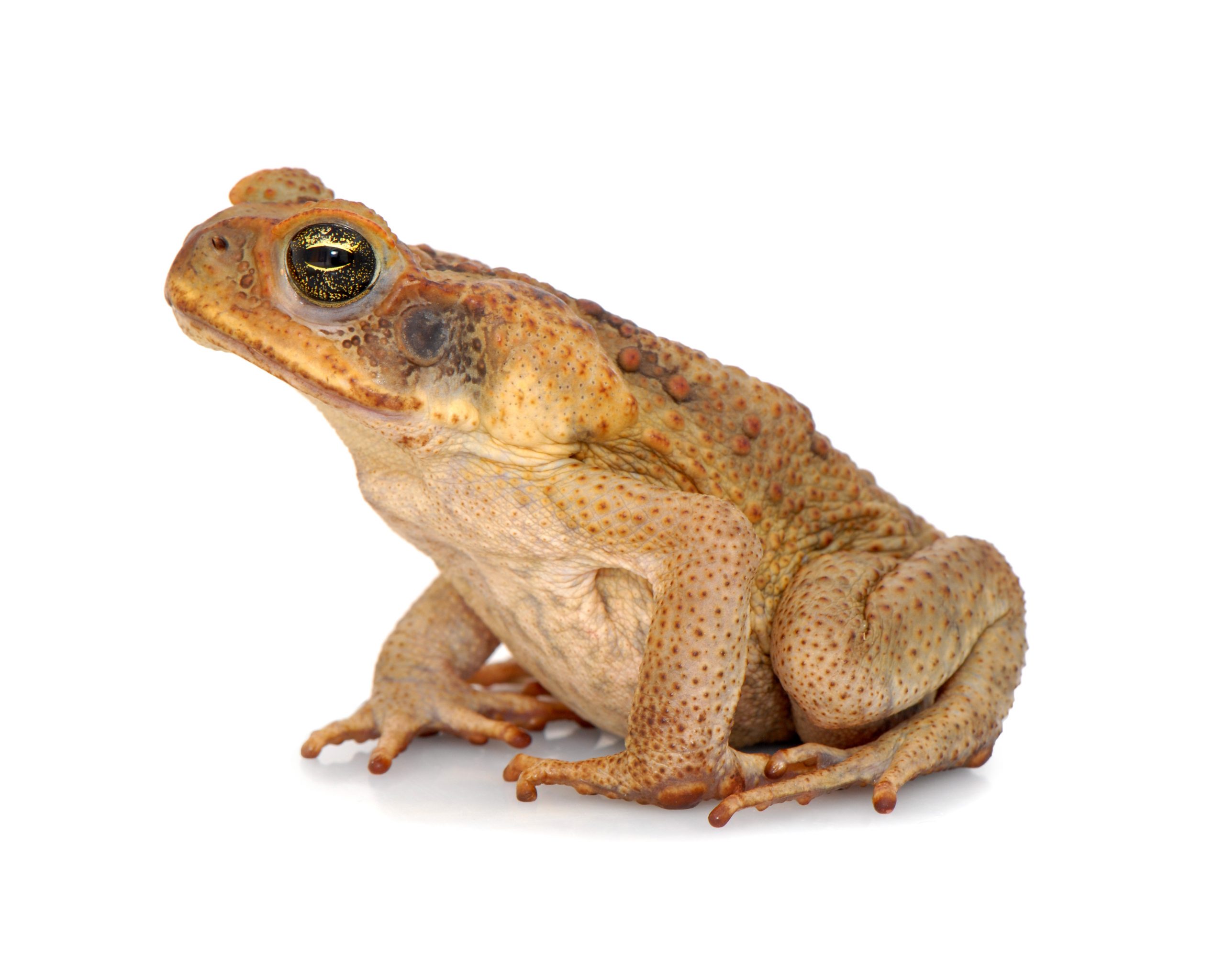 Image of a cane toad (Rhinella marina) sitting.