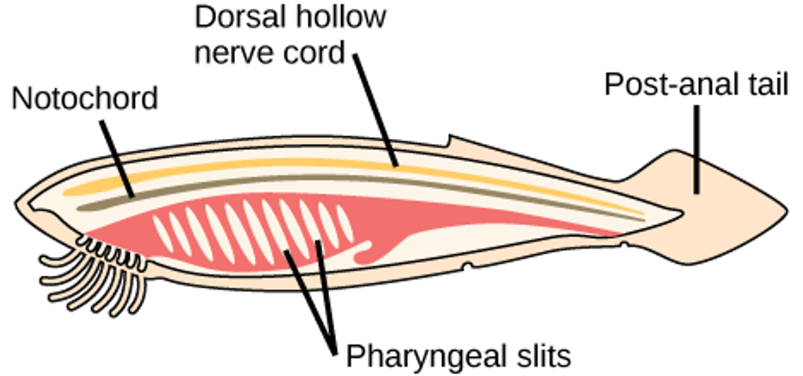 Diagram of chordate features.