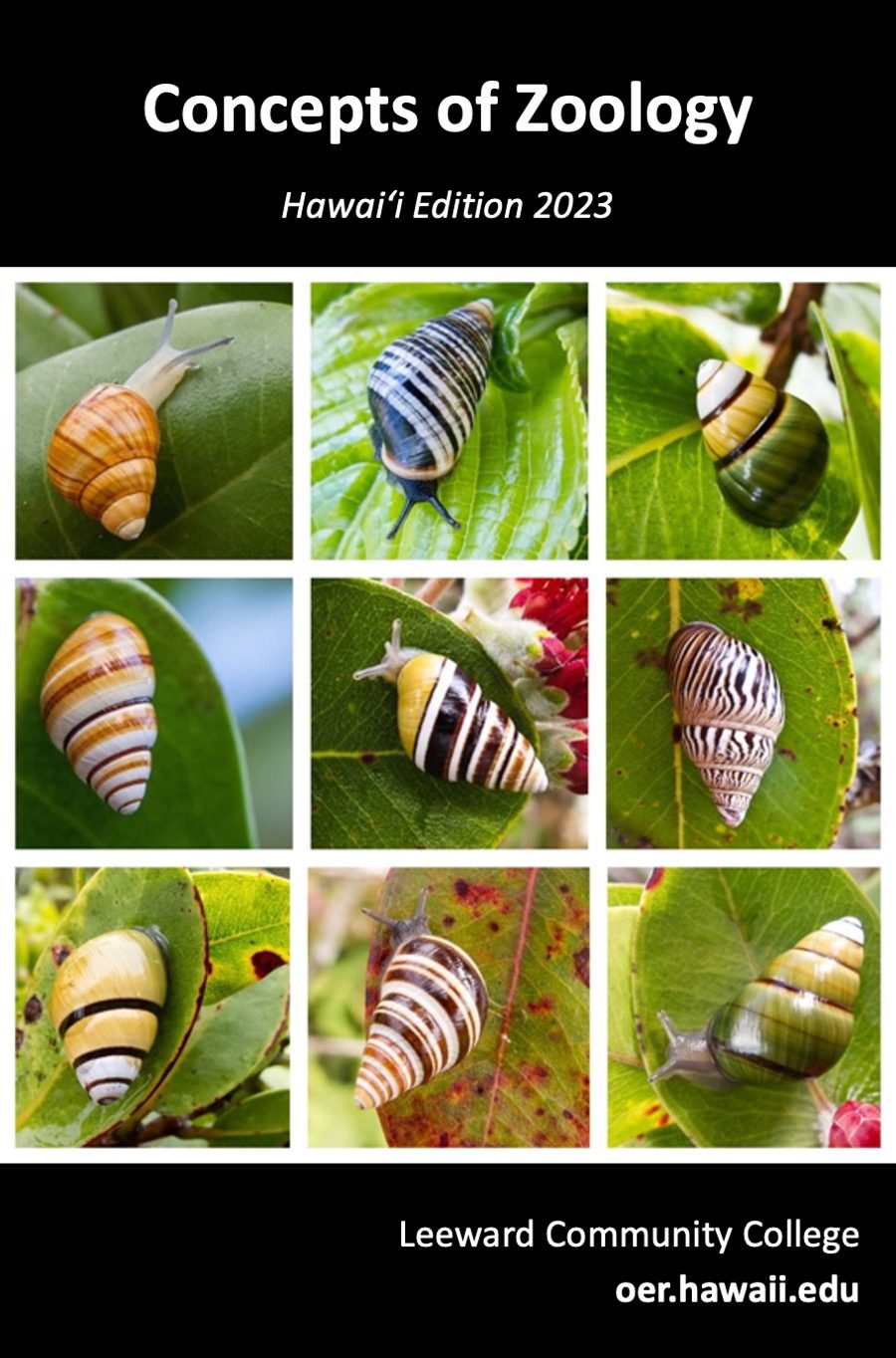 Cover image for Concepts of Zoology - Hawaiʻi Edition