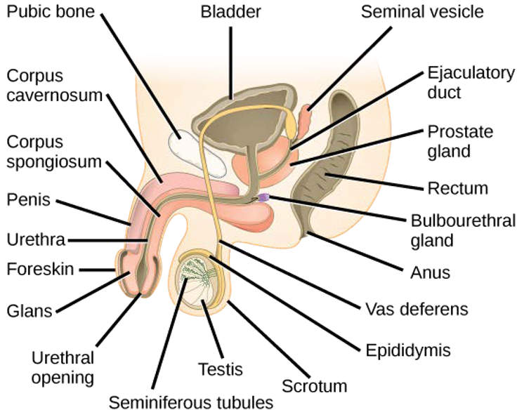 Diagram of the male human reproductive anatomy as described in the caption.