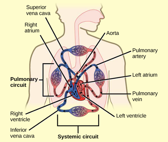 Diagram of the circulatory system in humans.