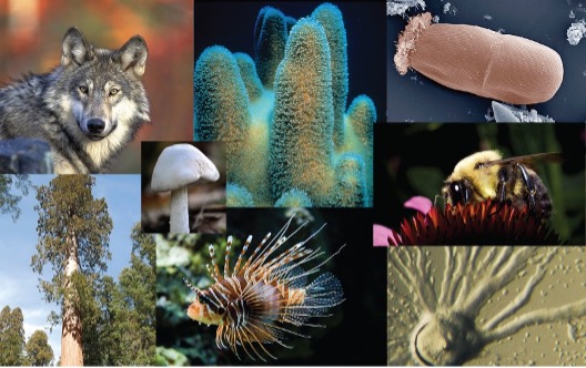 Images of different organisms, as described in the caption.