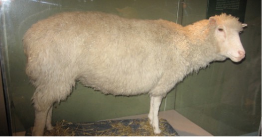 Picture of Dolly the sheep