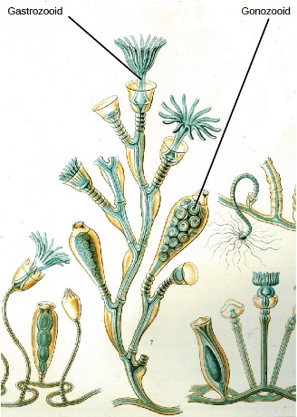 drawing of a hydroid colony