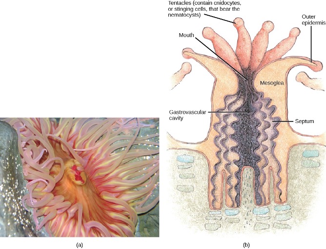 photo of an anemone and drawing of a coral polyp