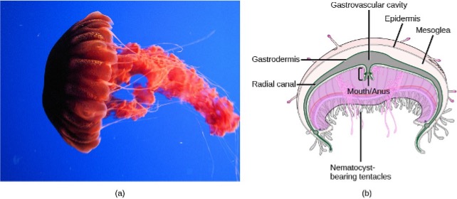 photo and drawing of the anatomy of a jelly