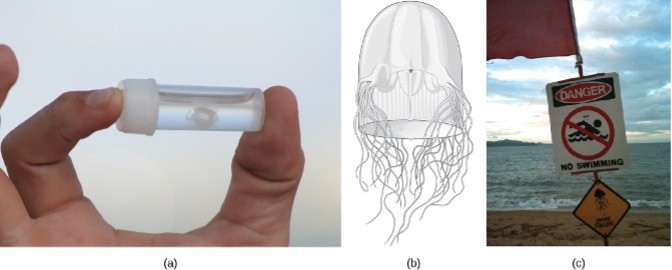 photo and drawing of a box jelly