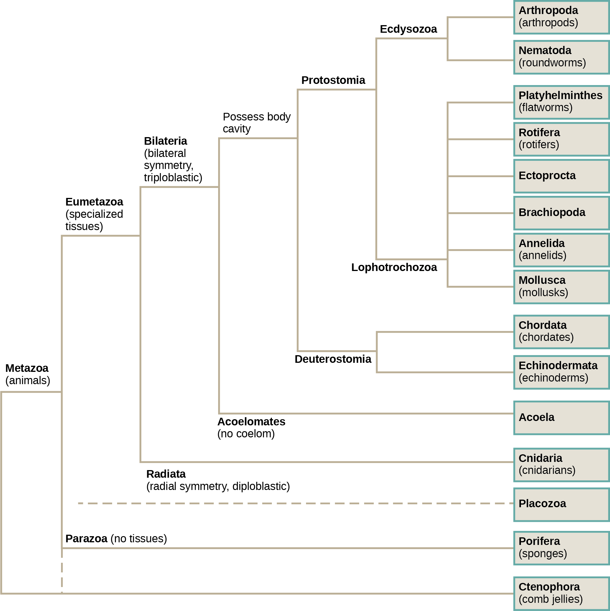 Animal phylogeny