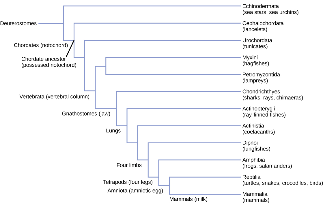 Phylogeny of deuterostome groups