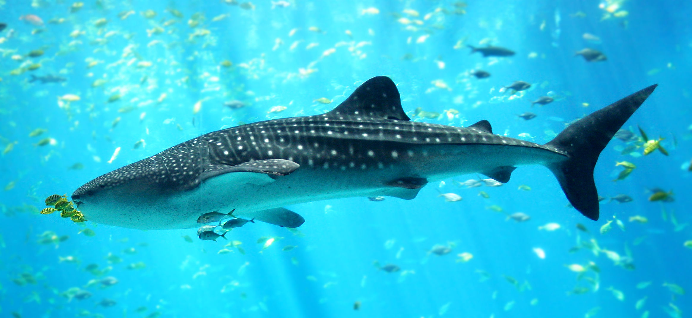 photo of a whale shark