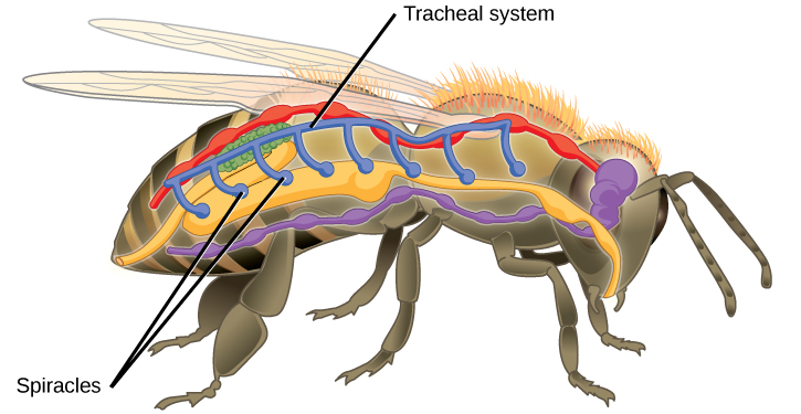 diagram of circulation and gas exchange of a bee.