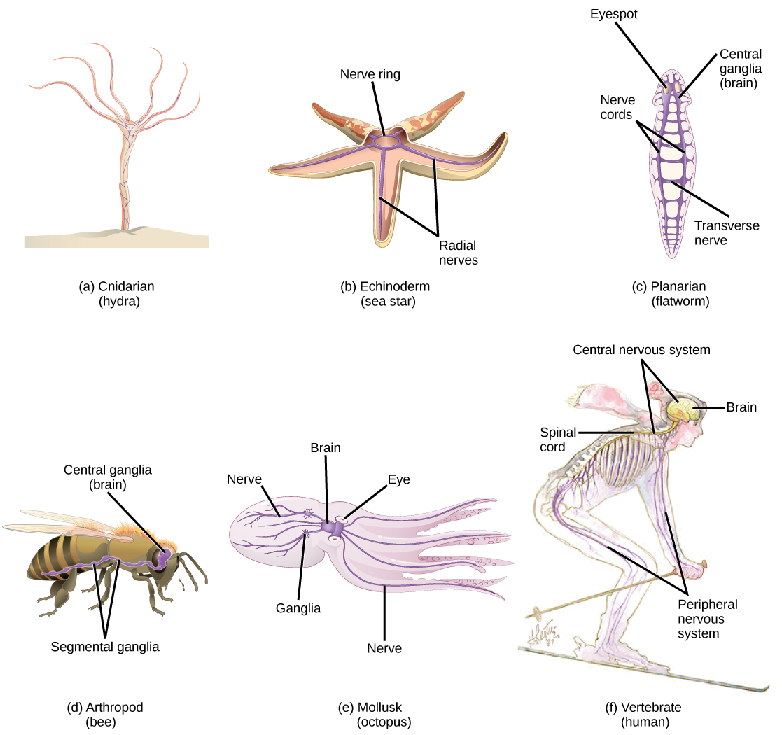 Diagrams of nervous systems of different animals.