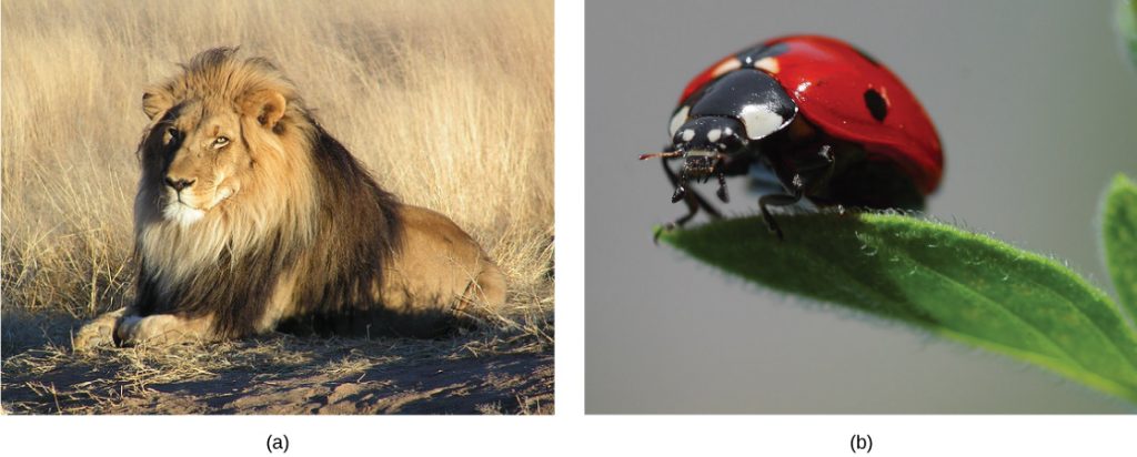 Photo of a lion and a ladybug.