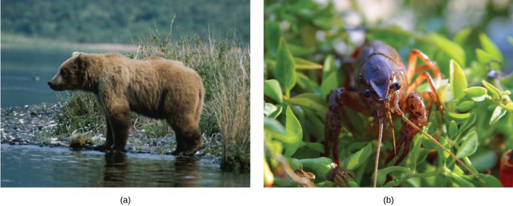 Photos of a bear and a crayfish.