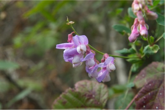 Picture of purple pea flowers.