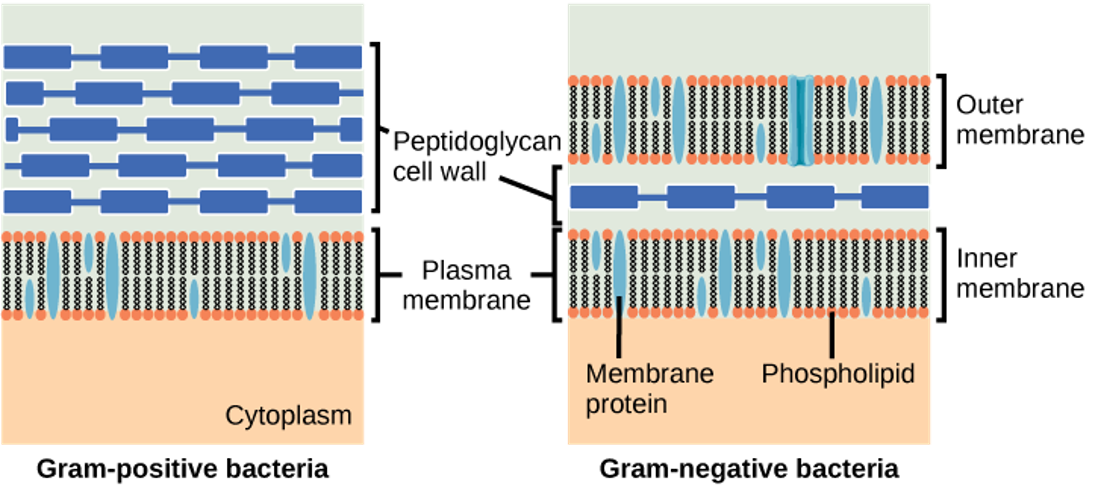 Diagrams of gram-positive vs. gram-negative bacterial cell walls as described in the caption.