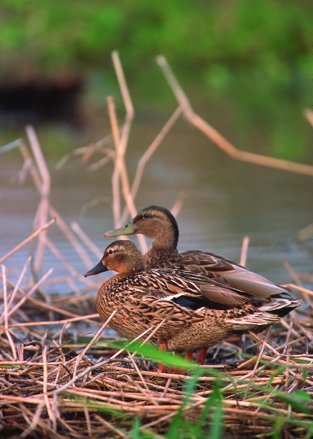 Picture of two Hawaiian ducks sitting on the side of a river.