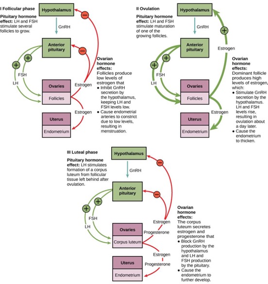 Diagram of the hormonal controls of the female reproductive system.