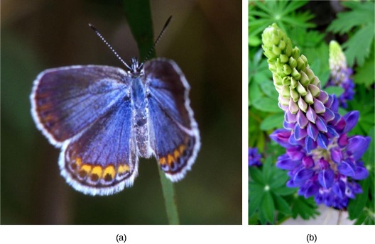 Pictures of a Karner blue butterfly and wild lupine