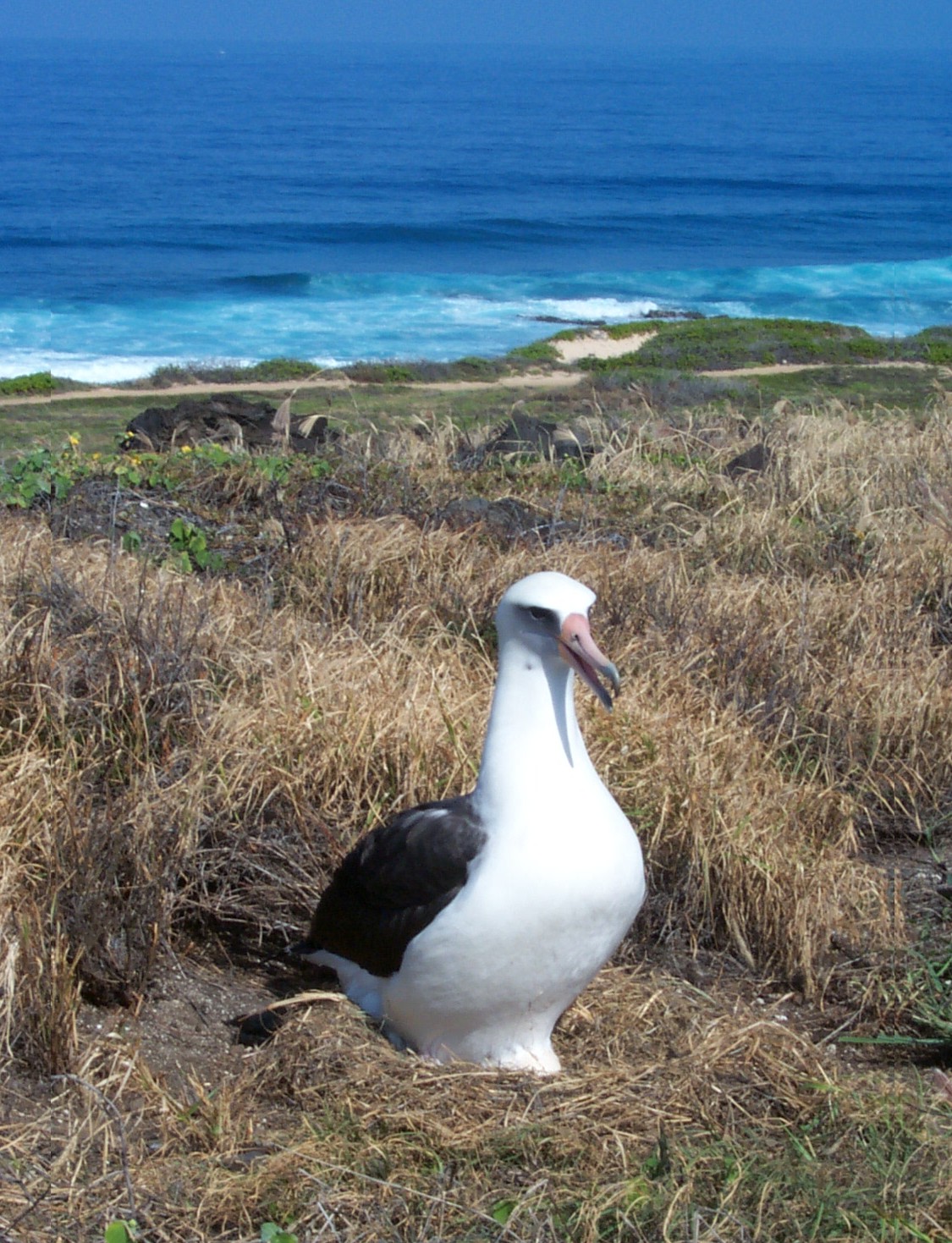 Laysan albatross adult sitting on a ground nest at Ka'ena Point Nature Preserve on O'ahu