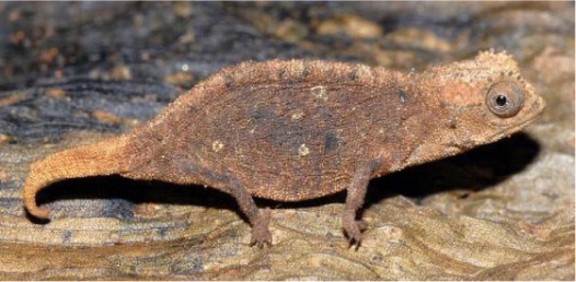 Picture of a leaf chameleon