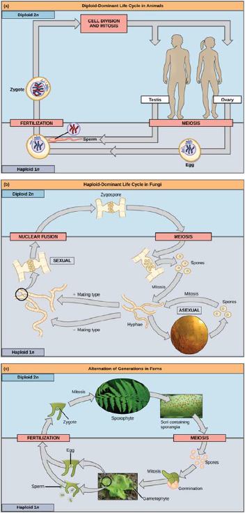 Life cycles of different organisms.