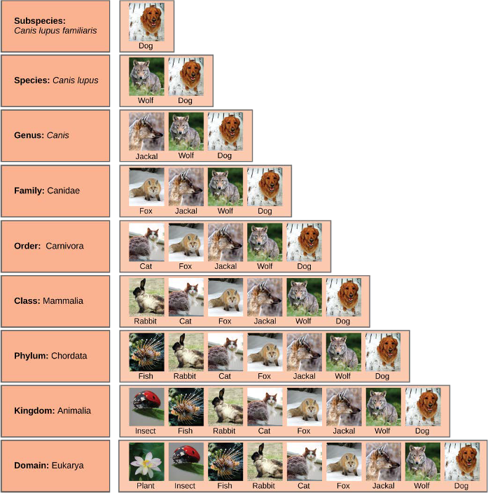 Diagram of the organization of life from subspecies through domain using dogs as an example. Cats are in the same order as dogs - Carnivora.