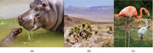 Images of different multicellular organisms and their offspring.