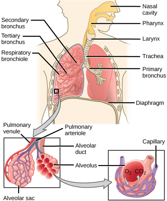 Diagram of the respiratory system.