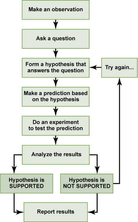 A flow chart shows the steps in the scientific method. In step 1, an observation is made. In step 2, a question is asked about the observation. In step 3, an answer to the question, called a hypothesis, is proposed. In step 4, a prediction is made based on the hypothesis. In step 5, an experiment is done to test the prediction. In step 6, the results are analyzed to determine whether or not the hypothesis is supported. If the hypothesis is not supported, another hypothesis is made. In either case, the results are reported.