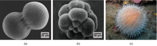 Sea urchin developmental stage images.