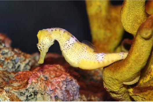 Picture of a seahorse in a tank.