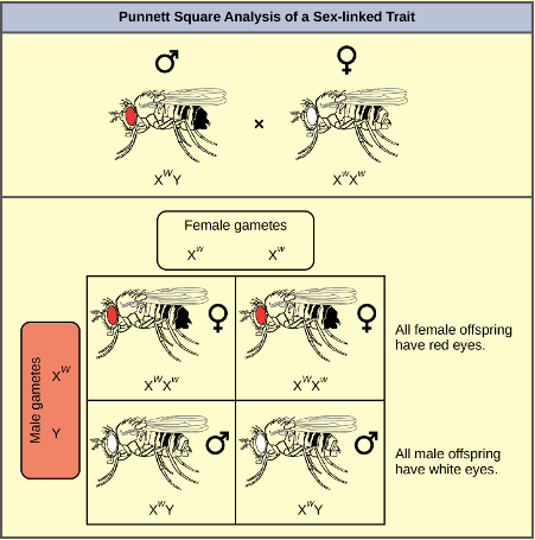 Punnett Square Analysis of a Sex-linked Trait in Fruit Flies