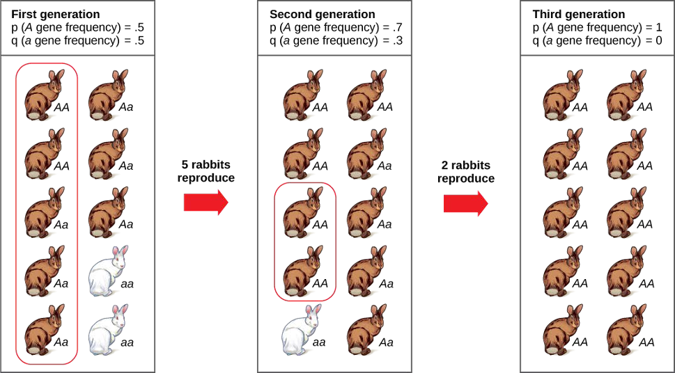 Graphic of genetic drift in a rabbit population over three generations in which the allele frequency goes from 0.5 for A and a to 1.0 for A and 0 for a in the third generation.