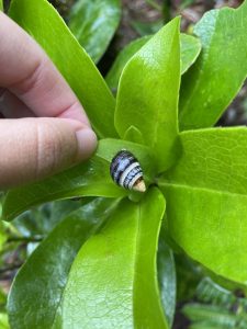 Hawaiian tree snail on a leaf