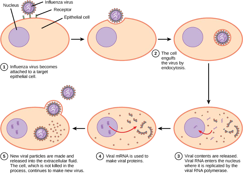 Diagram of the 5 stages of viral replication described in the caption.