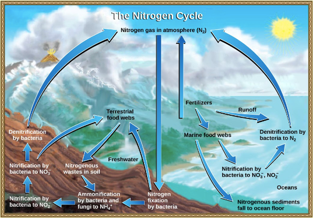 Diagram of the nitrogen cycle described in the caption.