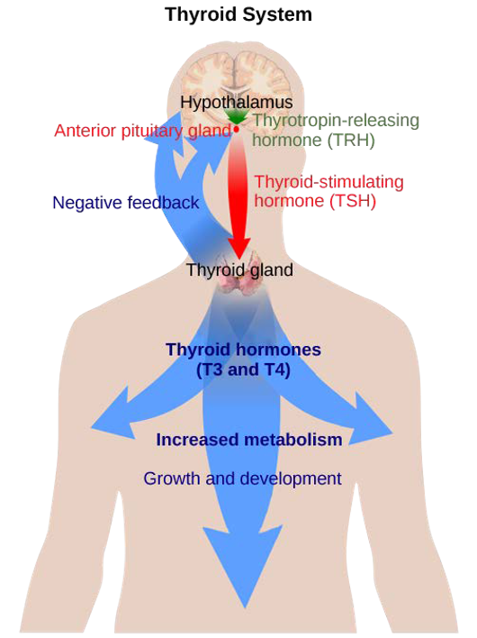 Diagram of the thyroid system