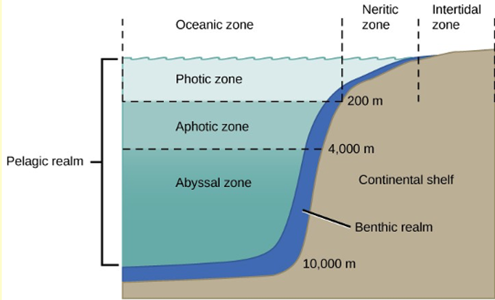 Diagram of the zones of the ocean and their different depths.