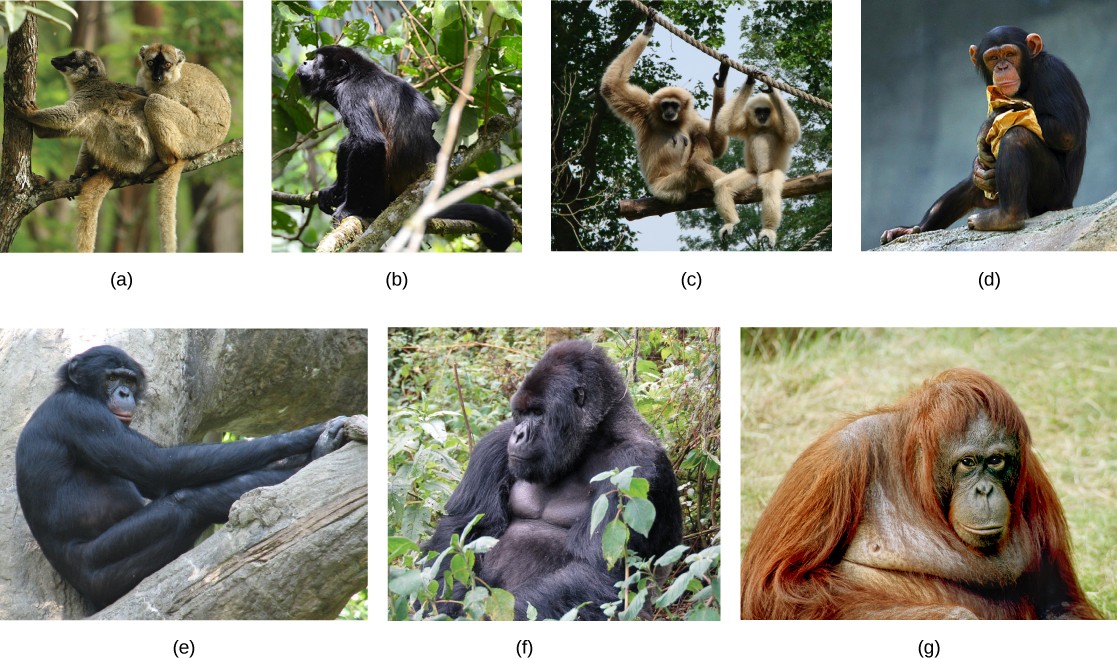 Pictures of the primates listed in the caption.