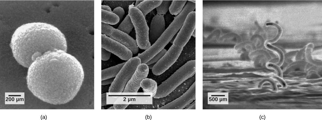 Three images of the different microbial shapes.