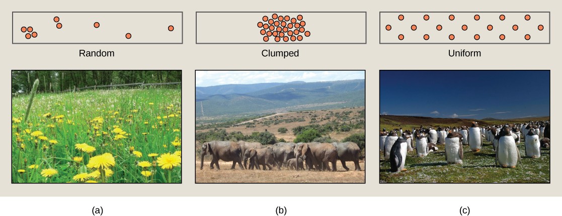 Images of a random distribution of dandelions, clumped distribution of elephans, and uniform distribution of penguins.