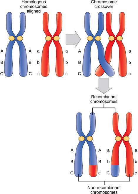 Diagram of crossing over during Metaphase I