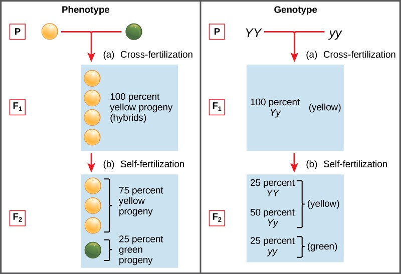 Phenotypes vs. Genotype table.