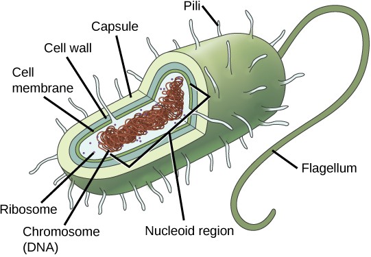 Diagram of a bacteria showing the cell membrane, cell wall, capsule, pili, flagellum, nucleoid region, chromosome (DNA), and ribosome.