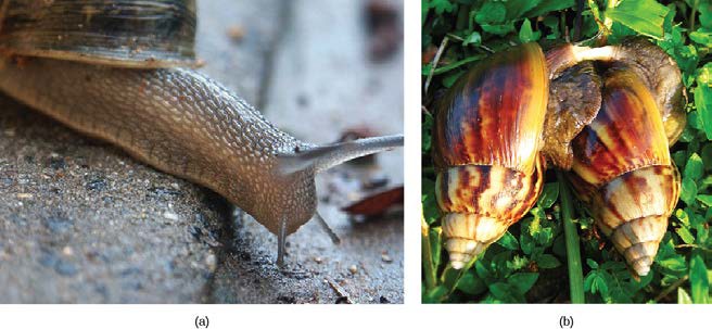 Close up picture of a snail head and picture of two snails mating.