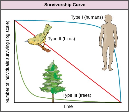 Graph of the three different survivorship curves.