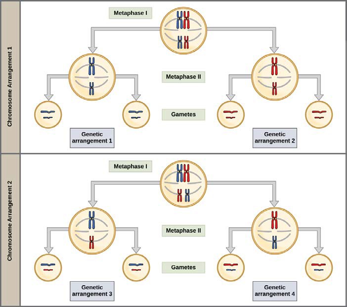 Sketches of Random and Independent Assortment in Meiosis.